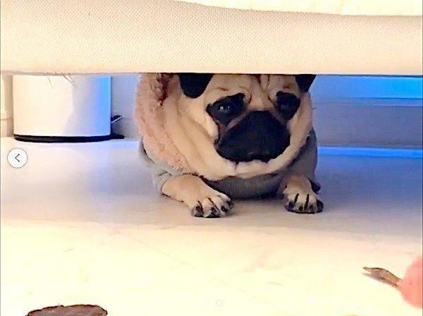 駄々をこねるパグ