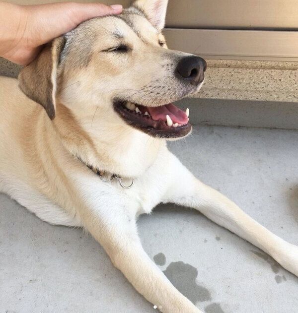 笑顔の小麦ちゃん