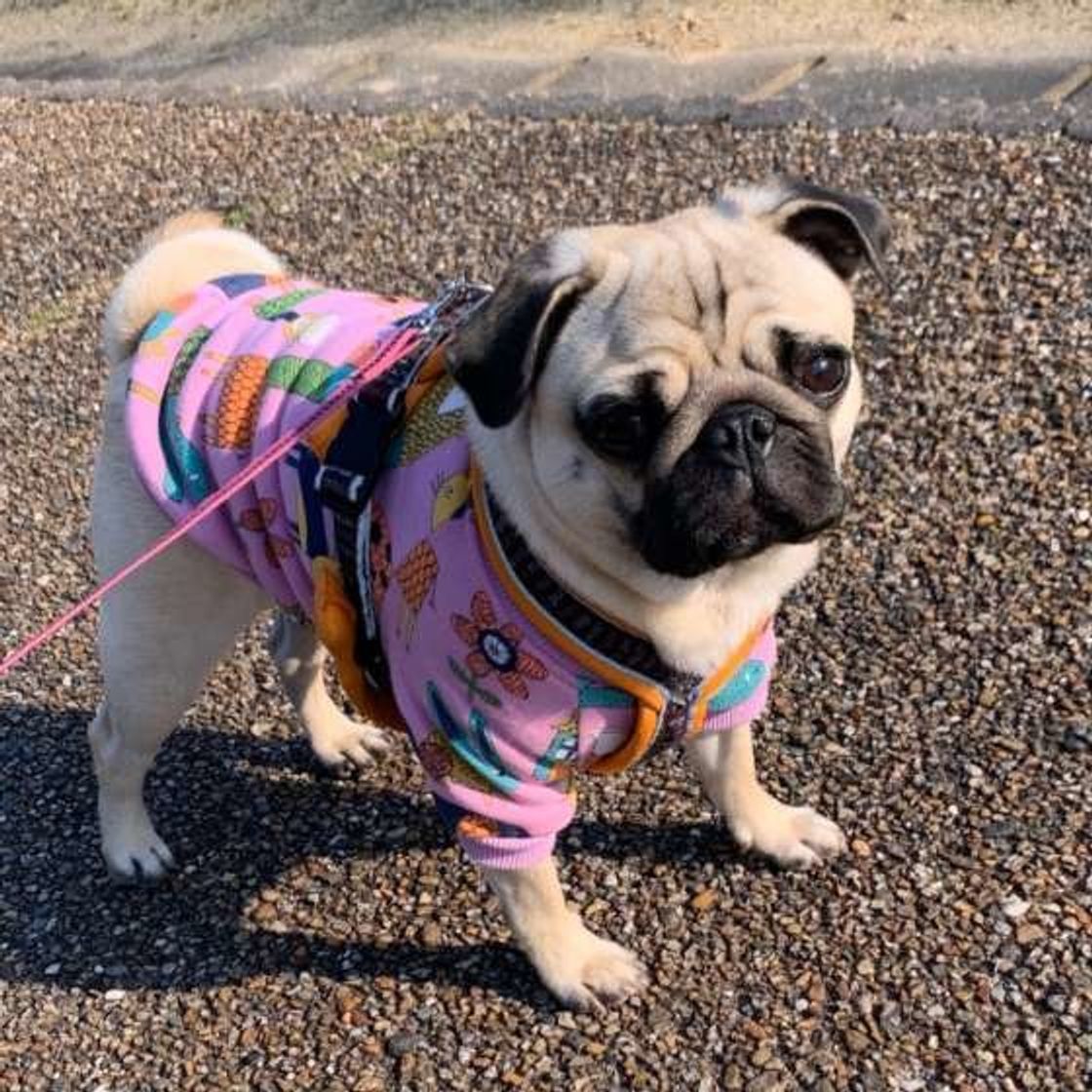 犬の散歩の必需品 あると便利アイテム まとめてみました いぬのきもちweb Magazine 犬の散歩の必需品 あると便利アイテム まとめてみました いぬのきもちweb Magazine