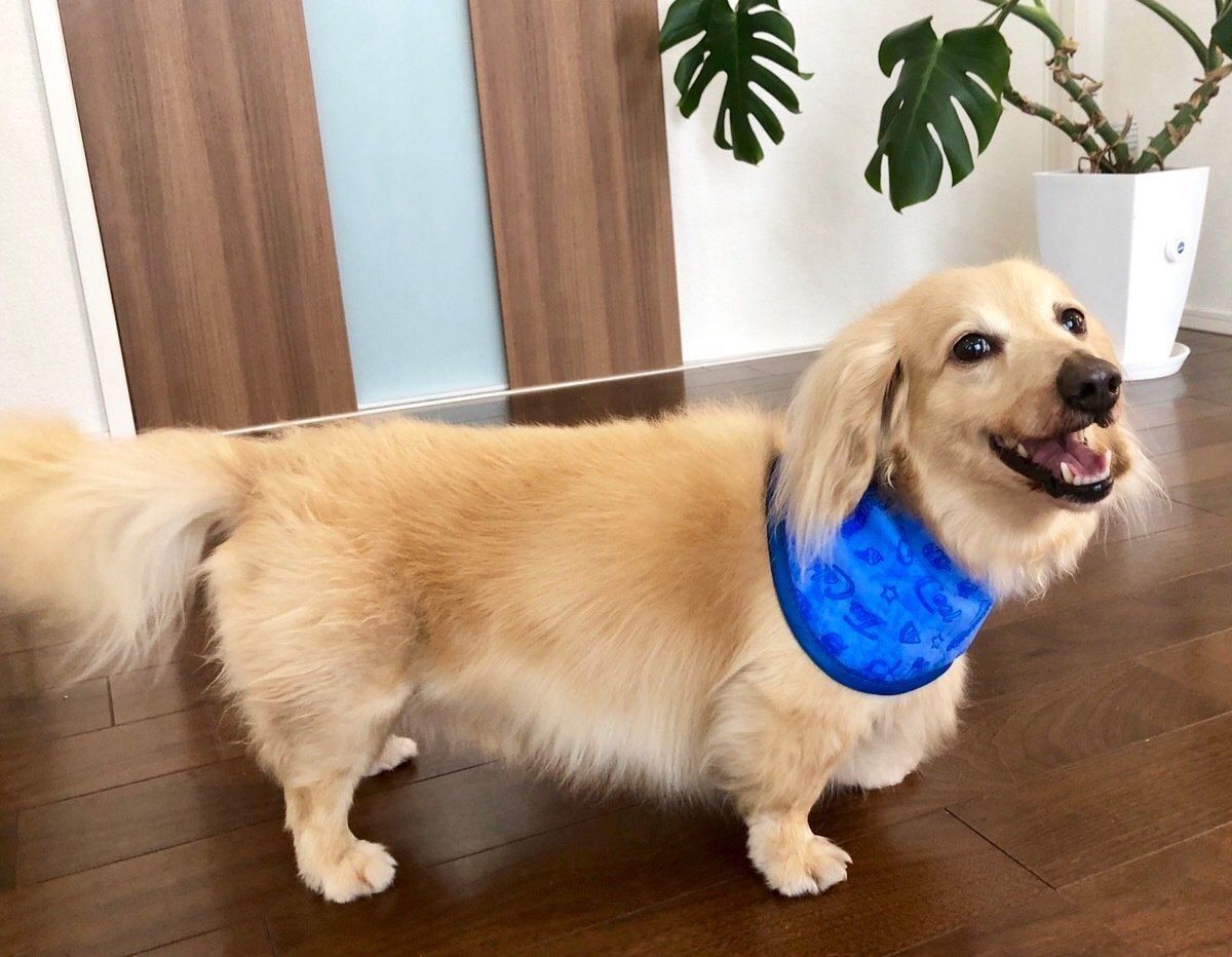 ダックスフンド