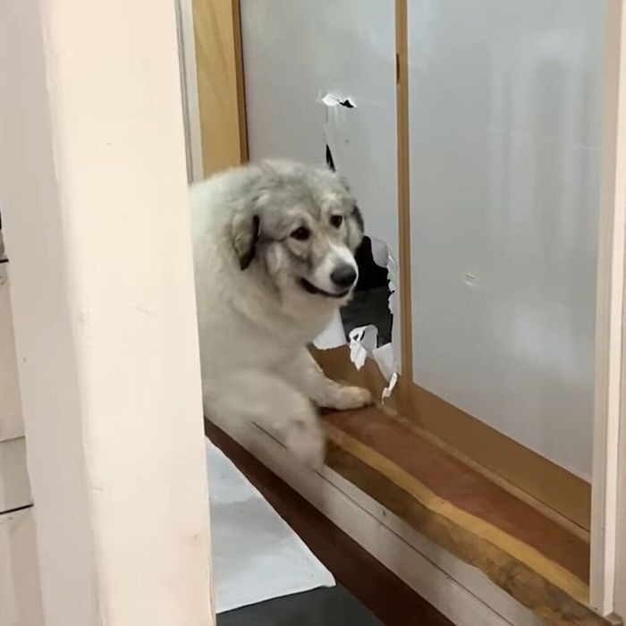 見つかっちゃったベルちゃん