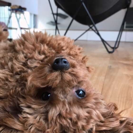 見つめるトイ・プードル