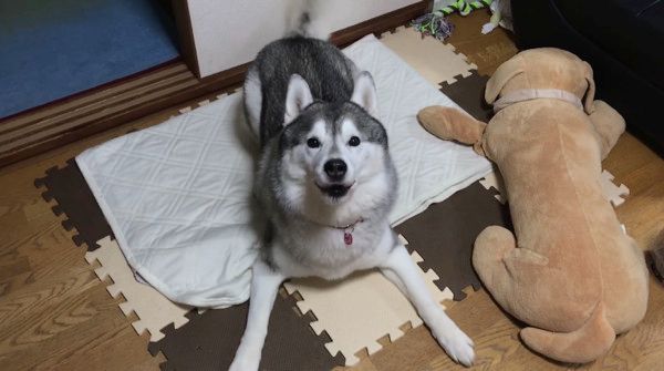 おやつを待つシベリアン・ハスキー