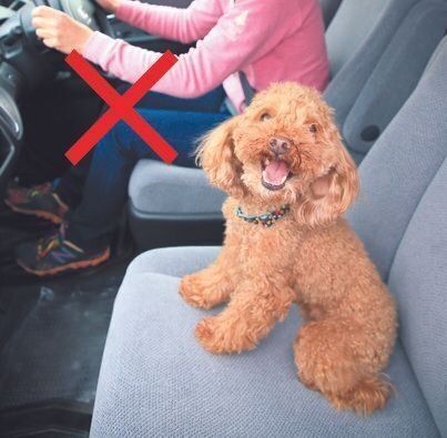 車内で自由にさせるのは運転の妨げになり、道路交通法にも反します。助手席に乗せるのも運転者の気が散るためおすすめできません