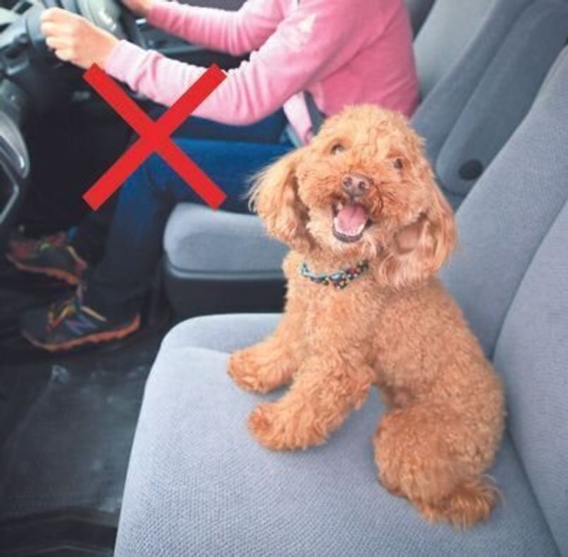 犬を車に乗せるときの注意点は 飼い主さんの疑問q a いぬのきもちweb Magazine 犬を車に乗せるときの注意点は 飼い主さんの疑問q a いぬのきもちweb Magazine