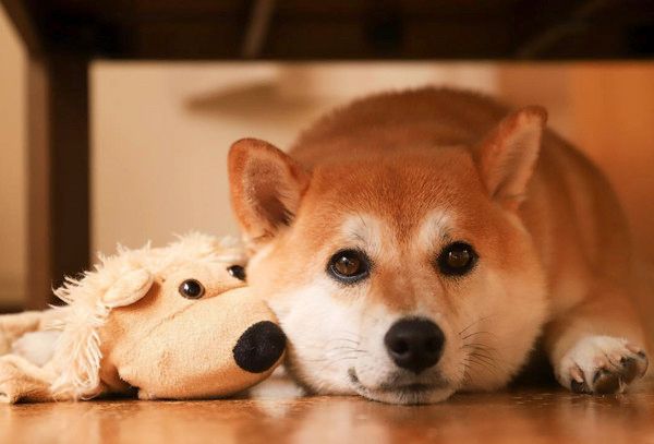 ぬいぐるみを守る柴犬