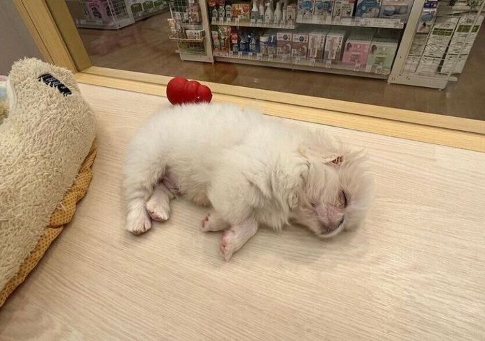 寝ているペキニーズ