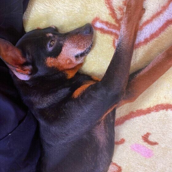 ロッキー  べったりゴロンミニチュア・ピンシャー