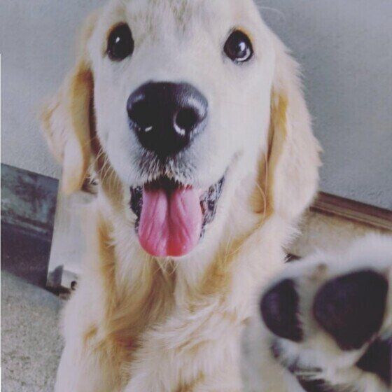 犬が甘えたくて「撫でて」の催促が止まらない？ おててでチョイチョイでアピールする犬への対応 いぬのきもち