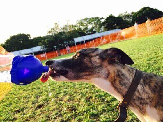 犬の経口補水液ってあるの 人用との違いも いぬのきもちweb Magazine