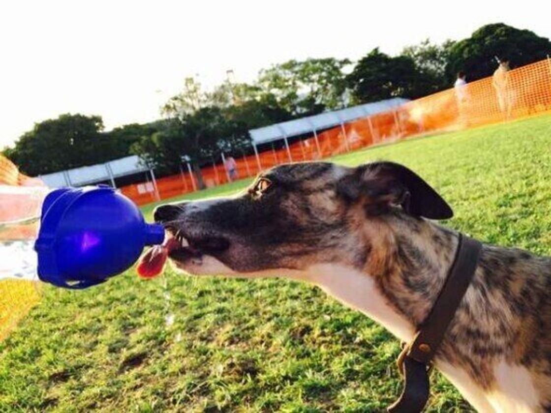 犬の経口補水液ってあるの 人用との違いも いぬのきもちweb Magazine 犬の経口補水液ってあるの 人用との違いも いぬのきもちweb Magazine