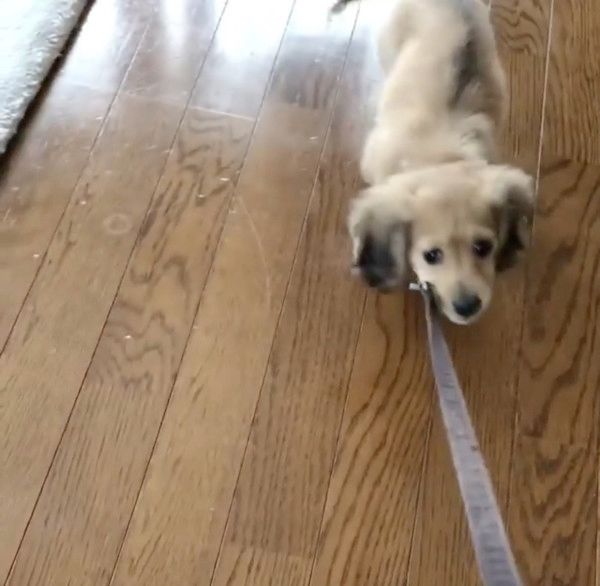 お散歩するカニーンヘン・ダックスフンド