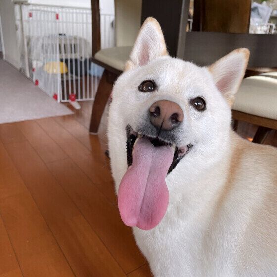 ベロを出すまめくん（柴）