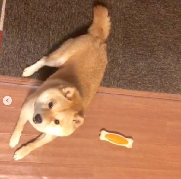 背中におもちゃを隠す豆柴