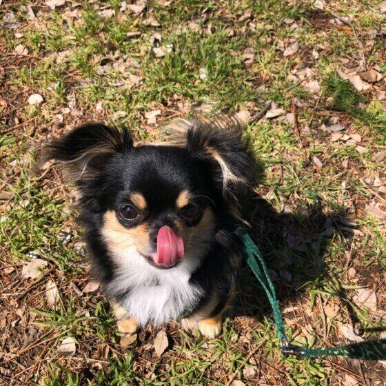 散歩するチワワ