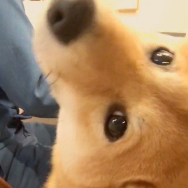 テレワークをする飼い主さんを見守るエマちゃん