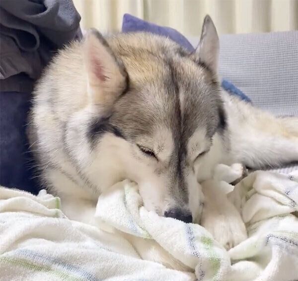 タオルケットをちゅぱちゅぱするノンノちゃん