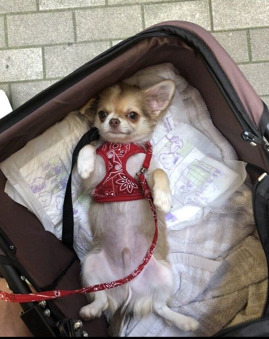 へそ天をする子犬時代のとうふくん