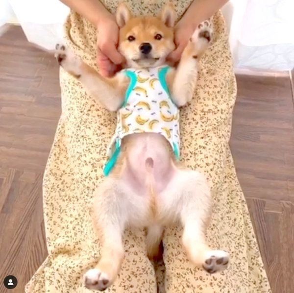 あくびをする豆柴のうにくん