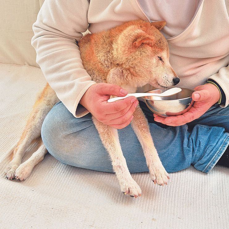 ※愛犬のあごを上げて食べさせると誤嚥する危険があるので、あごは引いた状態で食べさせましょう。