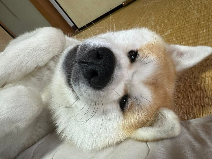 なでてアピールをするりんちゃん