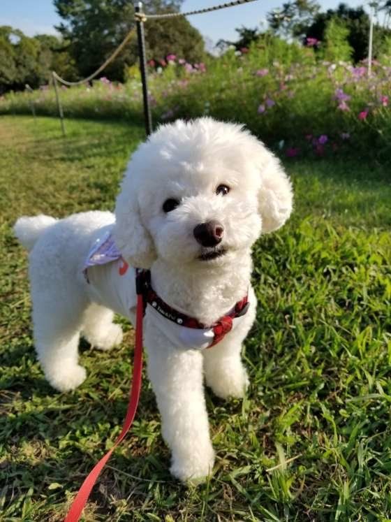 お散歩中のトイ・プードル