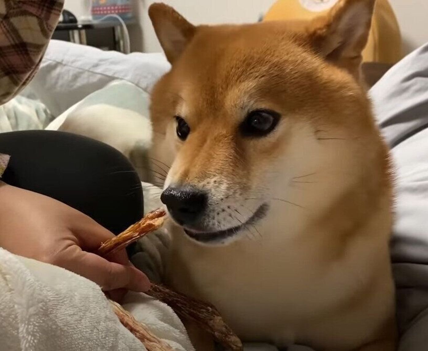 地震に気が付きソワソワする妹犬 一方 そのとき兄犬の反応は いぬのきもちweb Magazine 地震に気が付きソワソワする妹犬 一方 そのとき兄犬の反応は いぬのきもちweb Magazine