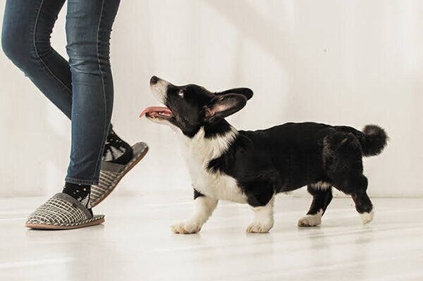 飼い主さんのそばを歩く犬