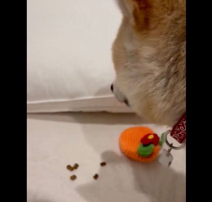 飼い主さんの枕元のニオイを嗅ぐハルちゃん