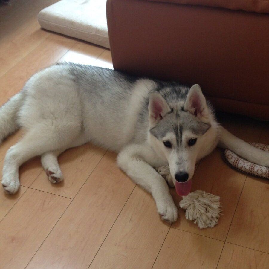 お迎えから3年がたった頃のしゃるむちゃん