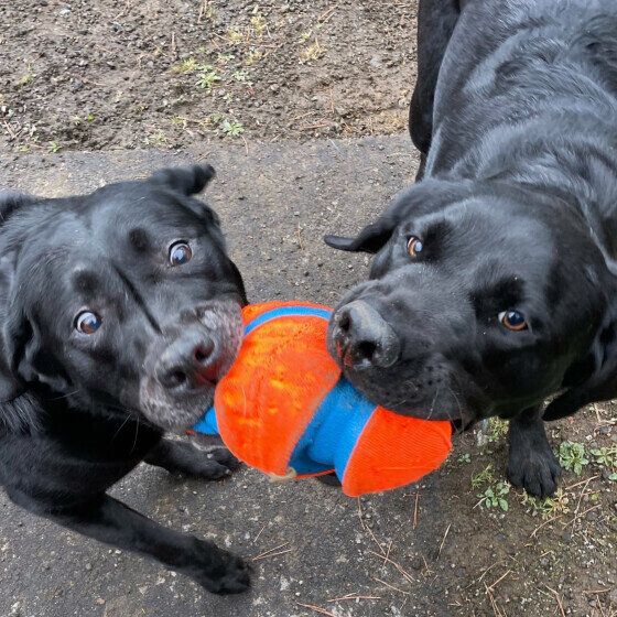 大型犬をお迎えする前に知っておきたい注意点 いぬのきもち