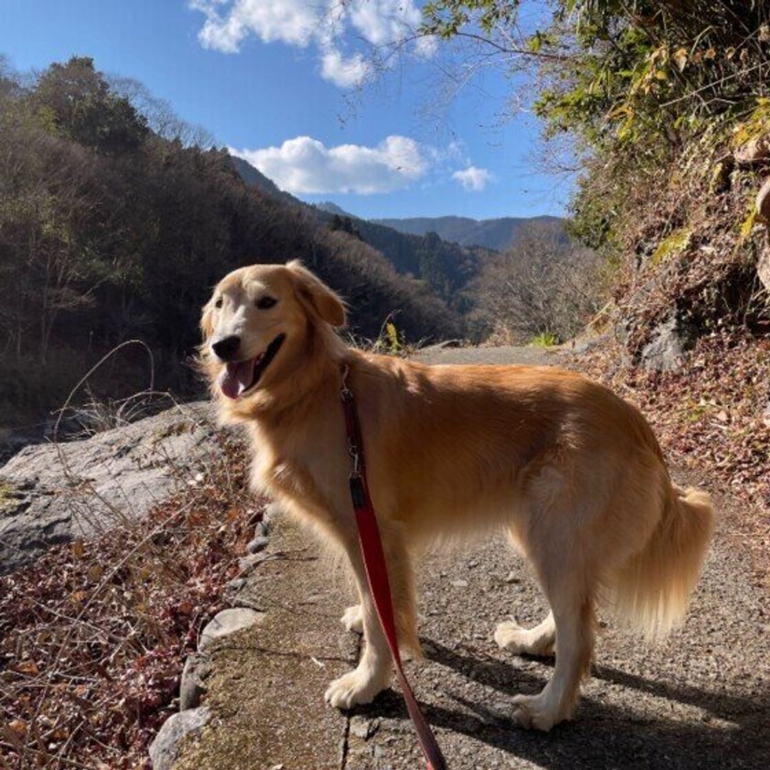5つの レトリーバー を紹介 獲物を回収する鳥猟犬としても活躍 いぬのきもちweb Magazine 5つの レトリーバー を紹介 獲物を回収する鳥猟犬としても活躍 いぬのきもちweb Magazine