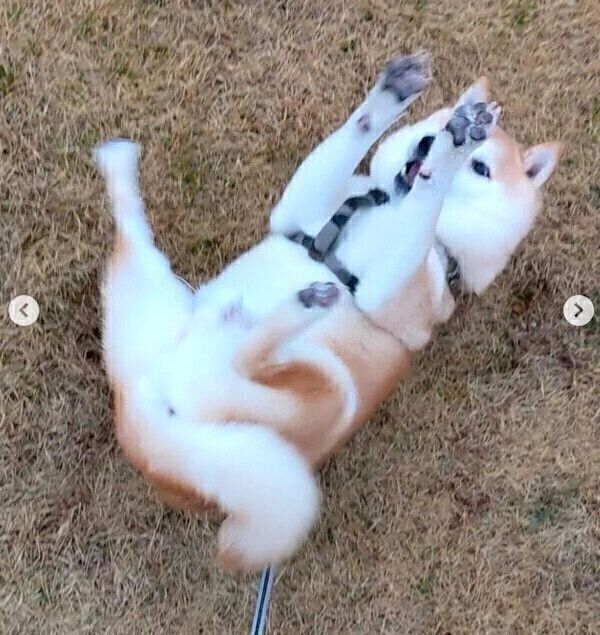 すりすりする福来くん