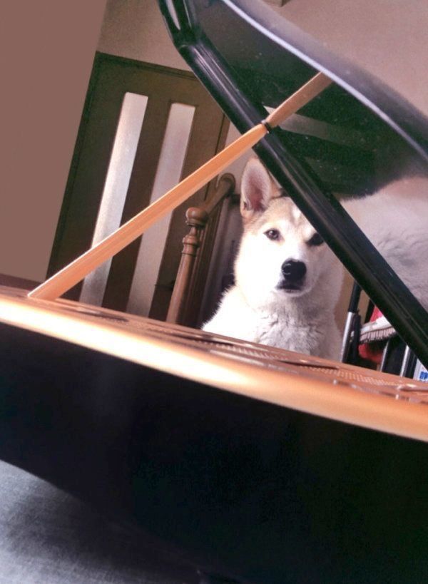 ピアノの前に座るチャムちゃん