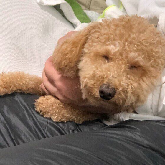 癒し 犬のあごのせポーズのパターンとかわいい画像をご紹介 いぬのきもちweb Magazine