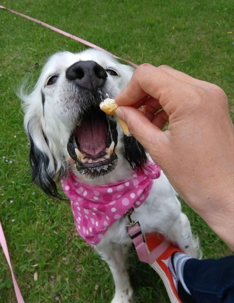 犬のしつけがうまくいくコツは 犬の心理学にあった いぬのきもちweb Magazine 犬のしつけがうまくいくコツは 犬の心理学にあった いぬのきもちweb Magazine