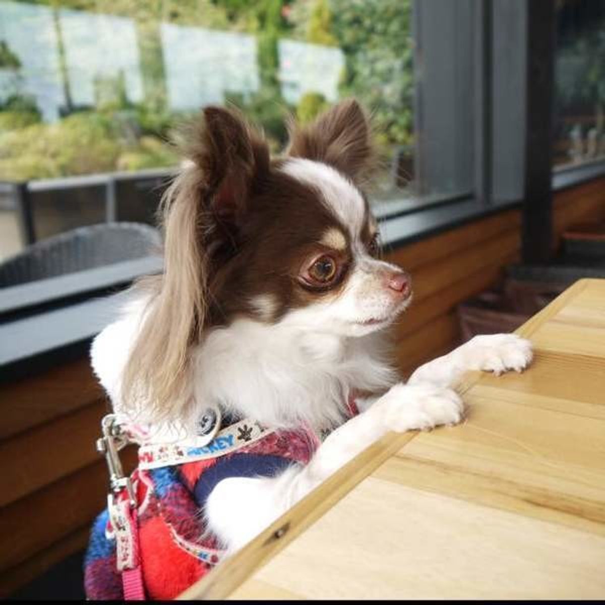 その食べ物 愛犬にあげて本当に大丈夫 犬のng食材をカテゴリ別にご紹介 いぬのきもちweb Magazine その食べ物 愛犬にあげて本当に大丈夫 犬のng食材をカテゴリ別にご紹介 いぬのきもちweb Magazine