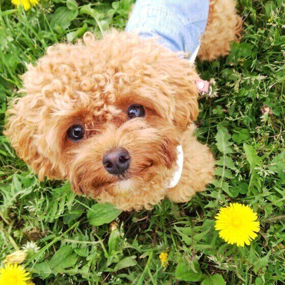 トイ・プードルのマナちゃん