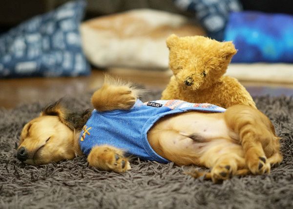 疲れて寝落ちしちゃうミニチュア・ダックスフンド