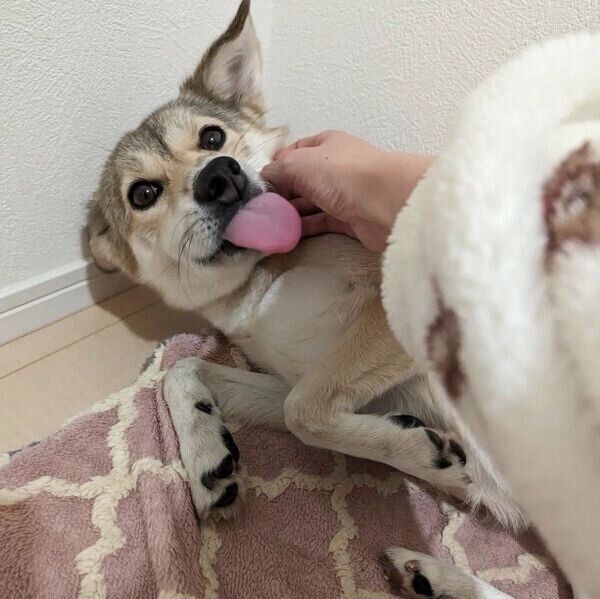 くつろぐめるちゃん