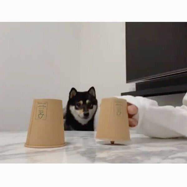 「シャッフルゲーム」に挑戦するまろくん