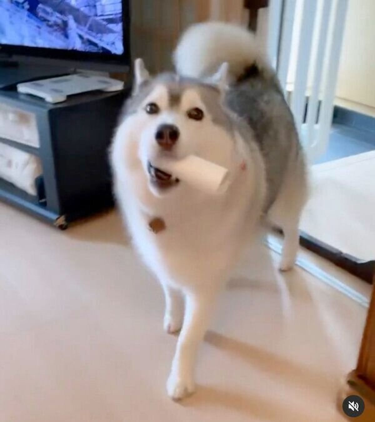 トイレットペーパーの芯をくわえて文句を言うハスキー 飼い主に八つ当たりしてしまった理由が可愛い いぬのきもちweb Magazine トイレットペーパーの芯をくわえて文句を言うハスキー 飼い主に八つ当たりしてしまった理由が可愛い いぬのきもちweb Magazine