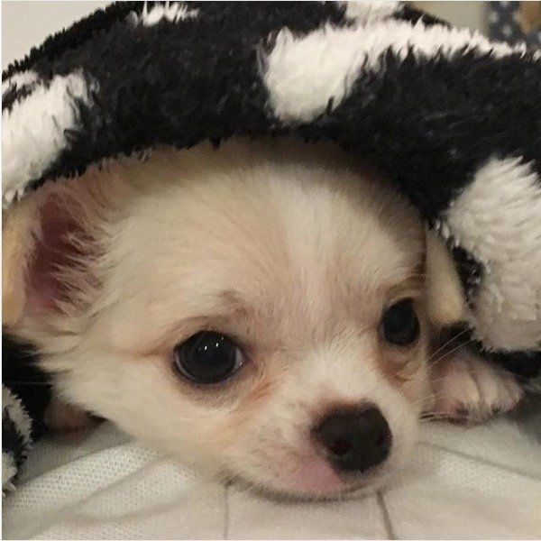 力つきるワンコ