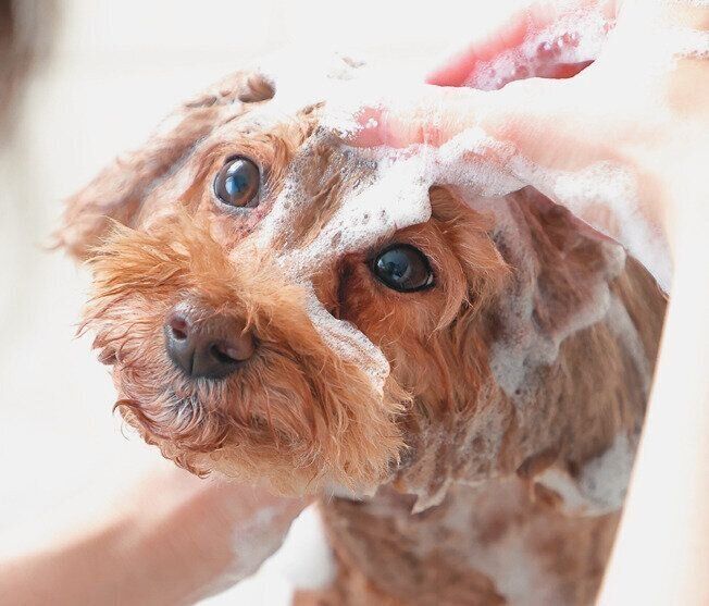 顔まわりを洗う犬