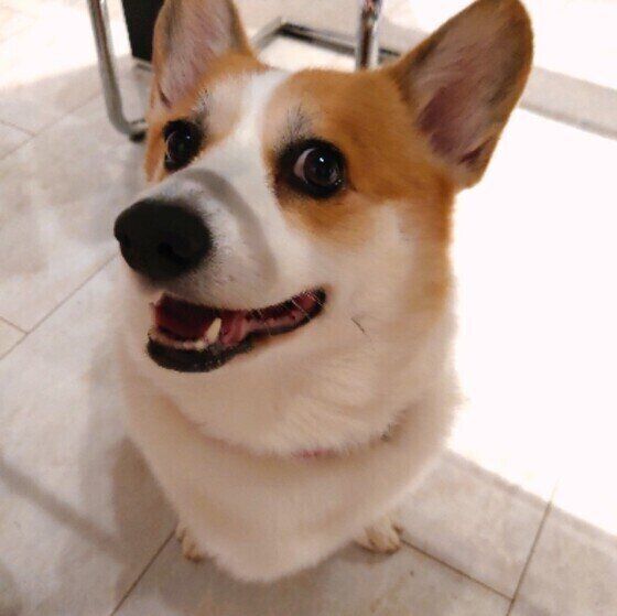 コーギー　リア