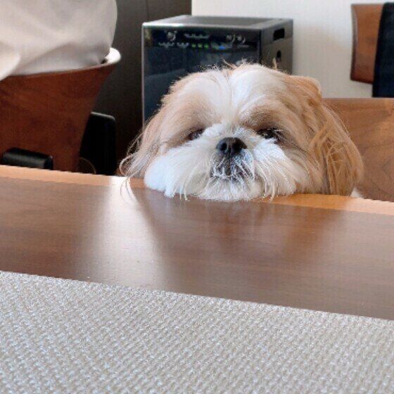 シー・ズーのぽんずちゃん♪