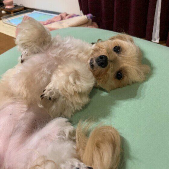 リラックスしているチップちゃん