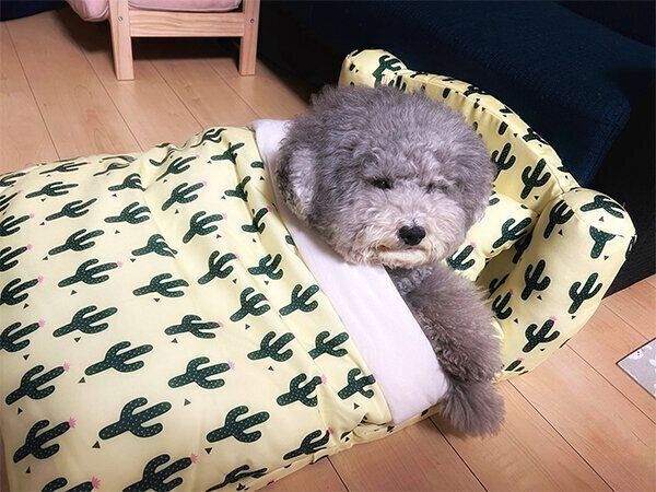 ベッドでくつろぐれあるくん