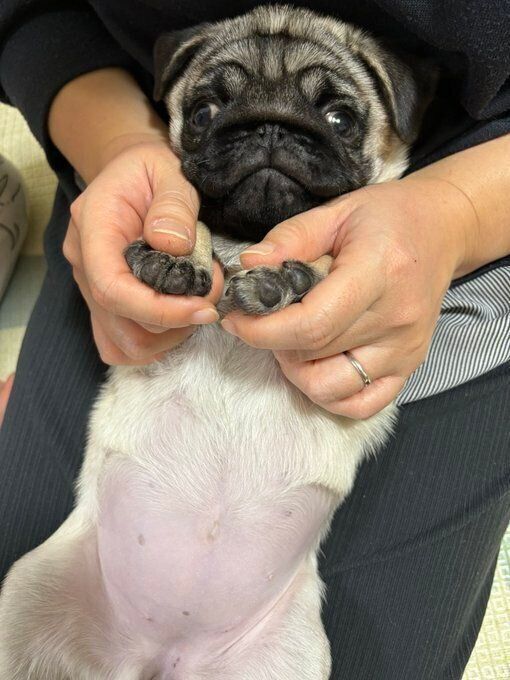 生後3カ月のパグ