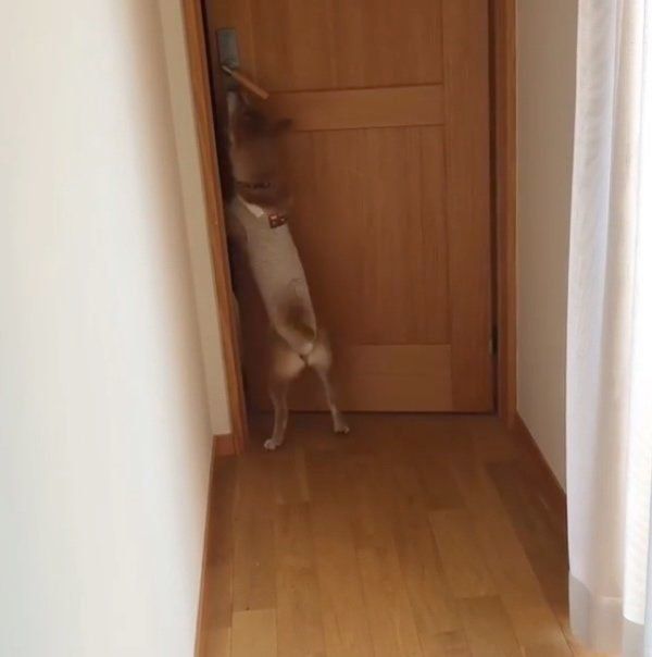 部屋の前で待機する柴犬